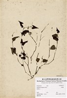 藏品(野蕎麥)的圖片